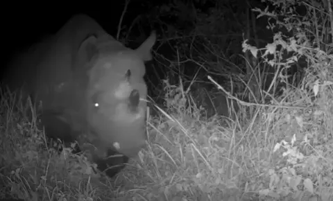 Flamingo Land Camera trap still of Olmoti in Rwanda, with her calf close behind