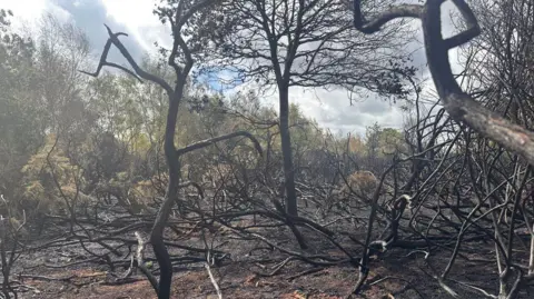 BBC Burned trees, grass and shrubs in the aftermath of the fire.