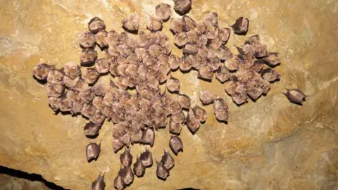 Nick Tomlinson A group of greater horseshoe bats are gathered on the ceiling of a bunker. They're all huddled up together, hanging upside down on what looks like a beige rock ceiling.