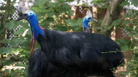 Two southern cassowaries in an enclosure, they have large bodies, black feathers and bright blue heads.