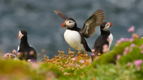 Three puffins, one in the centre with wings outstretched, one with its back to the camera the other looking into the distance. They are standing on a grassy patch with the sea out of focus in the background. There are pink flowers around them.