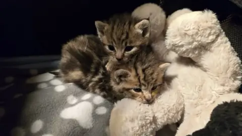 RSPCA Two small tabby kittens snuggle next to each other and a white and black teddy bear.