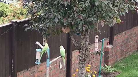 Ian Fearn Parakeets in garden 