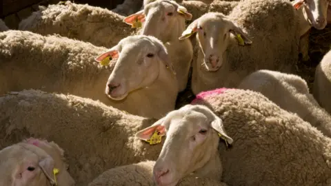 Getty Images Sheep at a farm in Greece. File photo