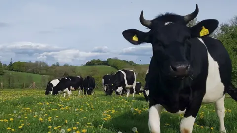 Wicton Farm A black and white cow stands in a field, close to the person taking the photo with several others further on in the distance. Buttercups and dandelions can be seen growing in the field.