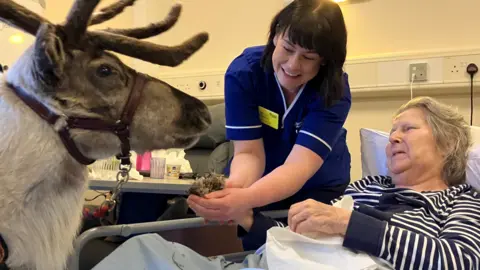 BBC A reindeer stands at the side of hospice resident Jean's bed while a staff member gives it some fodder.