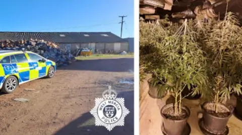 West Mercia Police A police car sits on a dirt track outside a one-storey farm building. Another image shows a number of cannabis plants in soil-filled pots.