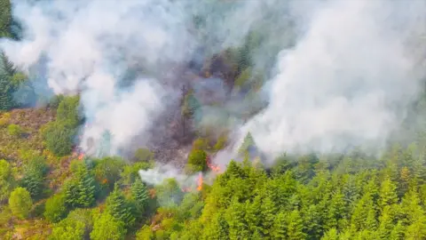 Wildfires can be seen burning through the tree line, at the bottom of the image there are luscious bright green trees, but most of the forest has burned down, there is also massive clouds of smoke.