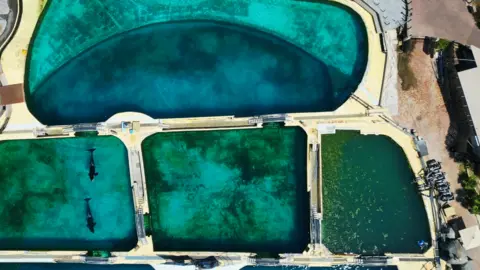 Tidebreakers is a top shot that shows Wiki and Keijo swims through the swimming pools that are kept in Marineland Antibes.