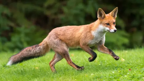 James Warwick A red fox with orange-brown fur, a white chest and a bushy tail is running across bright green grass, with dark green foliage blurred in the background.