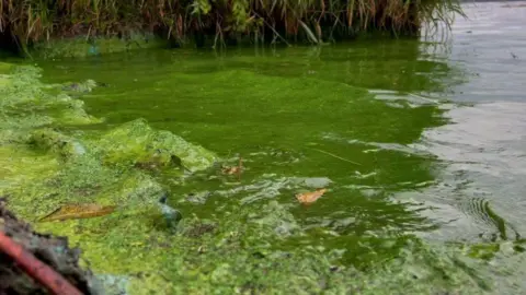 BBC Blue-green algae at Lough Neagh 