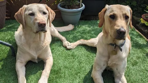 JANET DYSON Two Labrador dogs are lying side-by-side. Their rear legs are touching, like they're holding hands.