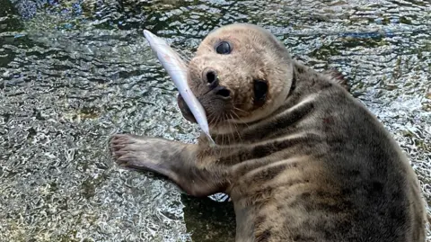 BBC Seal looking at the camera while holding a fish in its mouth