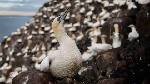 A close up of a gannet, a large white bird with a yellow head and grey beak, with dozens of other gannets behind it.