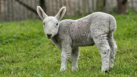 Figaro A lamb with white and grey wool is standing side-on with its head turned towards he camera. It has large, rabbit-like ears. It is in a lush grassy field with a wooden fence in the background.