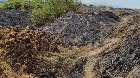 Sand dunes which have patches of blackened, singed greenery. There are small areas of white sand visible and there is greenery in the background where the flames did not reach. 