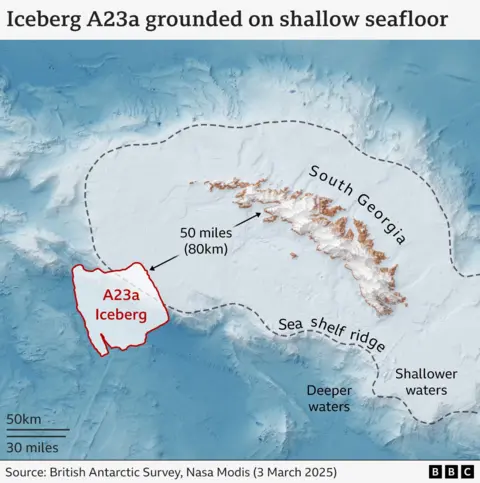 Grafik yang menunjukkan posisi Iceberg A23A saat ini relatif terhadap Georgia Selatan