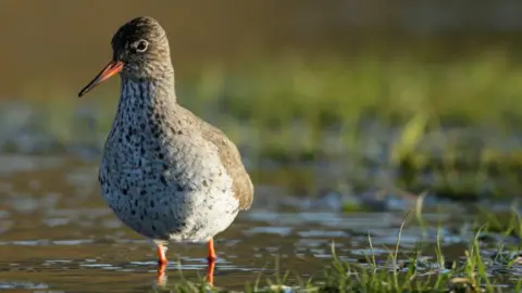 A redshank bird, which has an orange bill, orange legs and a brown and white coat, wading through shallow water.