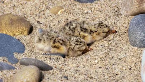 Manx National Heritage Two tern chicks