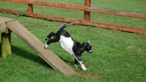 The photo shows a black-and-white pygmy goat skipping down a wooden ramp onto some grass, in a fenced enclosure.