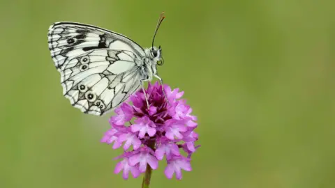Marbled white butterfly on a flower