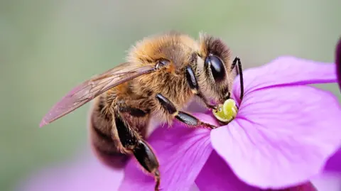 Getty Images A bee pollinating a flower
