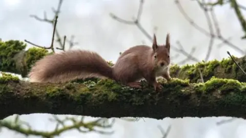 Russell Craig A red squirrel, ears pricked, on a moss-covered branch. 