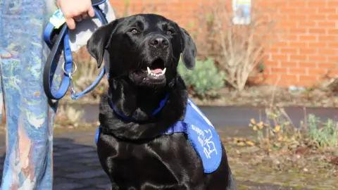 Support Dogs Bleddyn, Ms Riddick's support dog with a blue lead and harness.