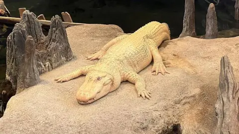 Claude, a white alligator, laying on a rock above water in his enclosure