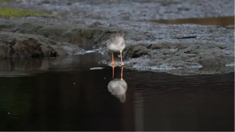 David Kelly A redshank standing on a mud bank in front of a pool of water in the drained lake. It is brown with a light coloured breast and orange legs. Its reflection can be seen in the water in front of it.