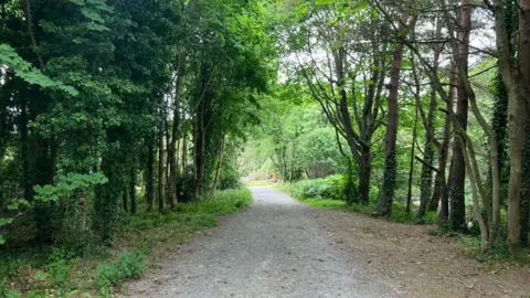 Secluded area at Tipperary Lane in Newcastle, County Down, featuring a pathway surrounded by trees with green leaves.