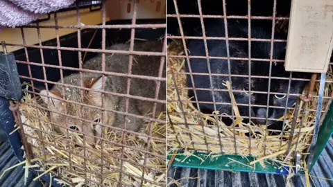 Composite picture with light brown jungle cat Teddy on the left in a cage with straw bedding. On the right is black female jungle cat Binks also in a straw-covered cage.