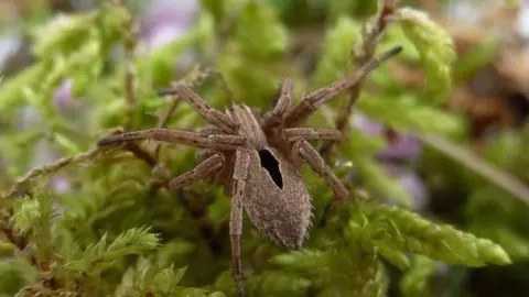 National Trust / Lucy Stockton A close-up image of a diamond-backed spider