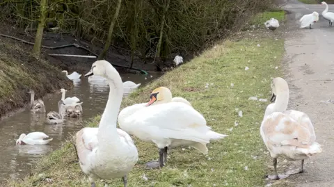 Three swans stand on the edge of a road overlooking a small river, which has other swans in.