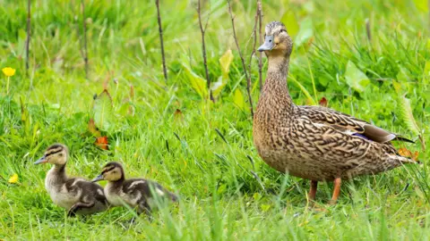 Dean McCabe A duck walking behind two small fluffy ducklings on green grass.