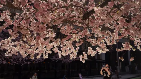 A cherry blossom tree with a woman in a black T-shirt taking a photo on her mobile phone