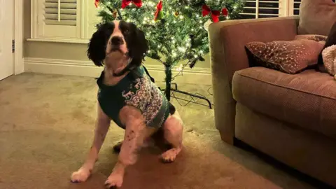 Thomas Conway A black and white springer spaniel is wearing a christmas jumper and sitting in front of a Christmas tree. It is light up and is indoors.