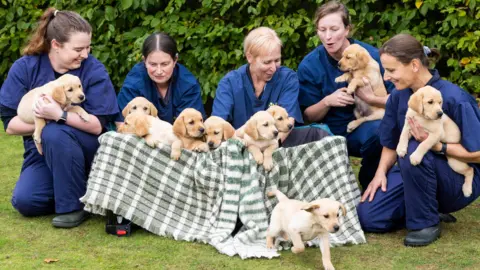 Fabio De Paola/PA Media Assignments Five women with tied back hair and wearing blue overalls kneel beside 10 golden Labrador puppies outside.