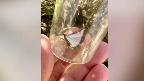 Washington Wetland Centre Warden at Washington Wetland Centre holding a glass moth trap in his palm. There is a box tree moth inside. Its wings are semi-transparent white with brown edges.  