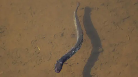 Getty Images A long brown aquatic creature swims in a shallow body of water. The bottom of the sea bed is brown. The creature is dark grey.