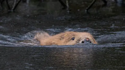 A beaver swimming