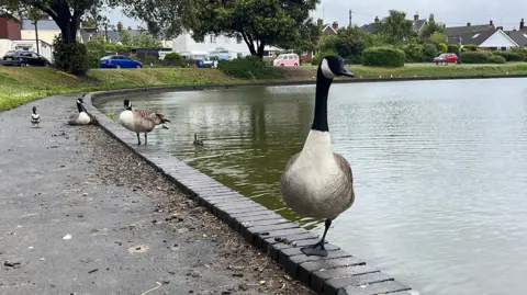 A goose stood on a brick wall which borders the perimeter of a circular pond. Other birds can be seen behind it and behind the pond is a row of houses. 