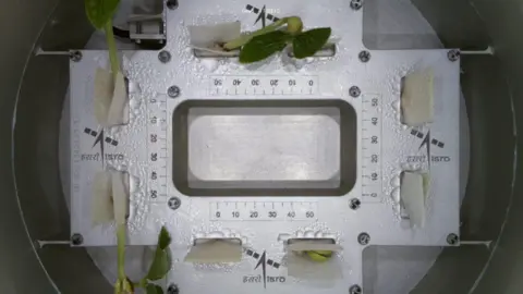 isro On Monday, Isro tweeted saying "Leaves have emerged! 🌱 VSSC's CROPS (Compact Research Module for Orbital Plant Studies) aboard PSLV-C60 POEM-4 achieves a milestone as cowpea sprouts unveil their first leaves in space"