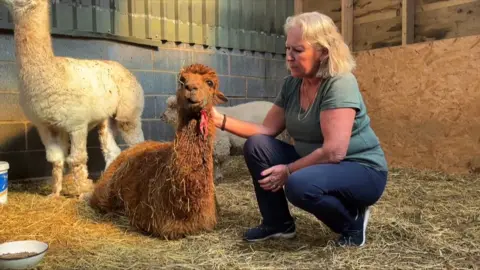 Dawn French with her alpacas