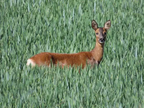Rod Henderson A roe deer stands among tall green crops, with only its upper body visible above the vegetation. The animal faces the camera with its ears upright, surrounded by a dense field of green blades.