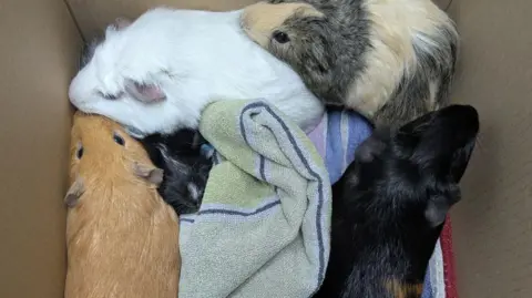Five guinea pigs, one sandy-coloured, two black, one white and one multi-coloured, inside a nappy box.