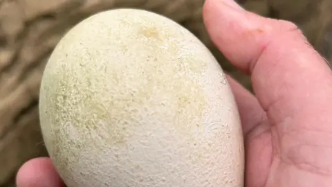 Birdland Park A large bird's egg being held in a hand