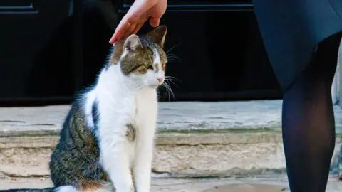 A woman petting a white and brindle coloured cat called Larry outside 10 Downing Street. 