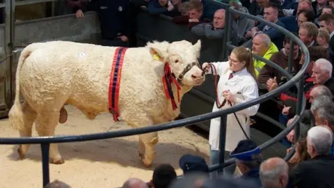 Quigley Family Erin at a show with her cow 