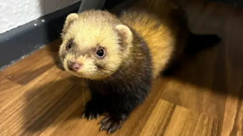 The image shows a small ferret standing on a wooden floor indoors, close to a wall and furniture legs. The ferret has golden-brown fur with a darker face and legs, small rounded ears, and bright eyes. It appears to be looking directly at the camera, with its body low to the ground.
